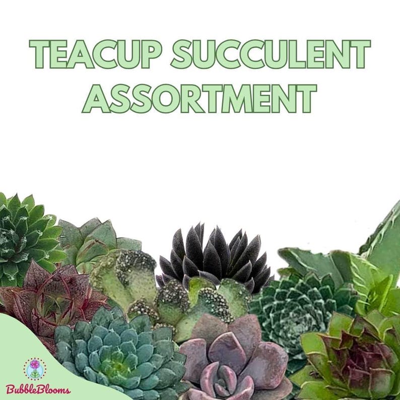 BubbleBlooms Teacup Succulent - Thumbnail 3