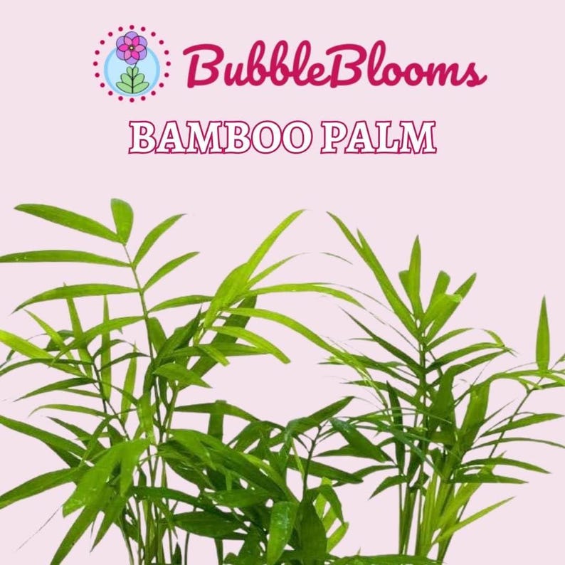 BubbleBlooms Bamboo Palm - Thumbnail 2