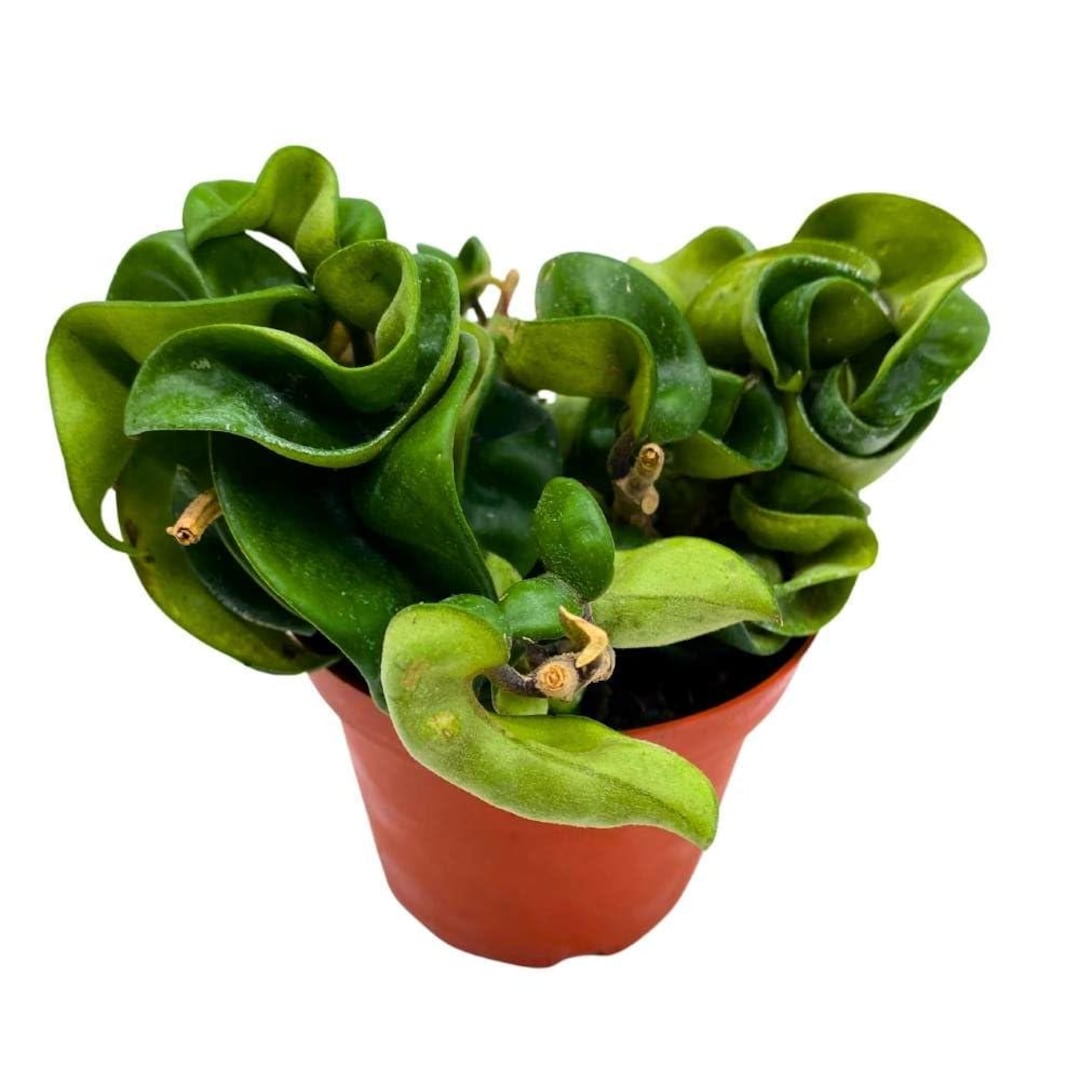 Hoya Hindu Rope, 4 Inch Carnosa Compacta Krinkle Kurl Curly Wax Plant ...
