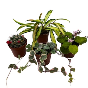 Plant Mystery Box, 2 inch pots, set of 4, Always Different Houseplants