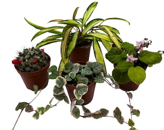 Plant Mystery Box, 2 inch pots, set of 4, Always Different Houseplants