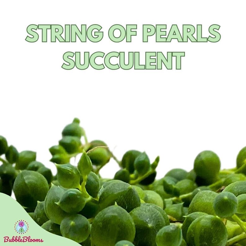 BubbleBlooms String of Pearls - Thumbnail 2