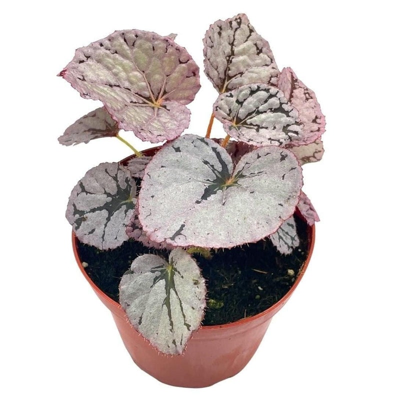 BubbleBlooms 'Harmony's Silver Dollar' Begonia Rex, 4 inch Painted-Leaf Begonia, Unique Homegrown Exclusive, Variegated