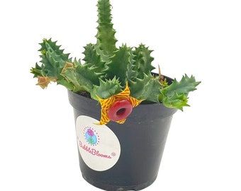 Huernia confusa Phillips, Zebrina, Huernia starfish plant, starfish cactus, Lifesaver Flower, Beautiful Well Rooted Starter 4 inch pot