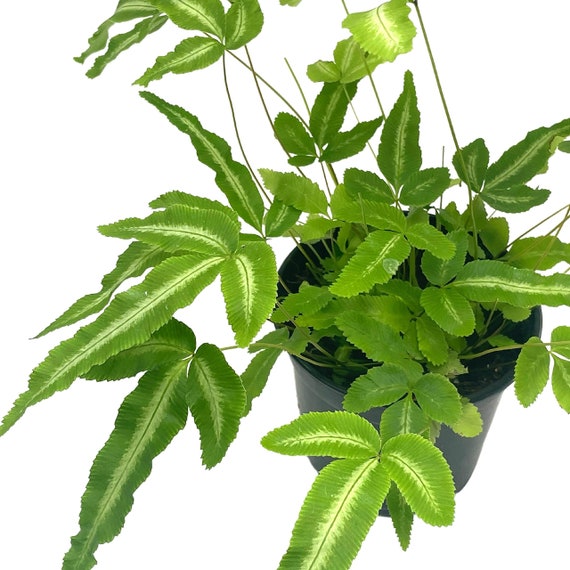 Silver table fern online