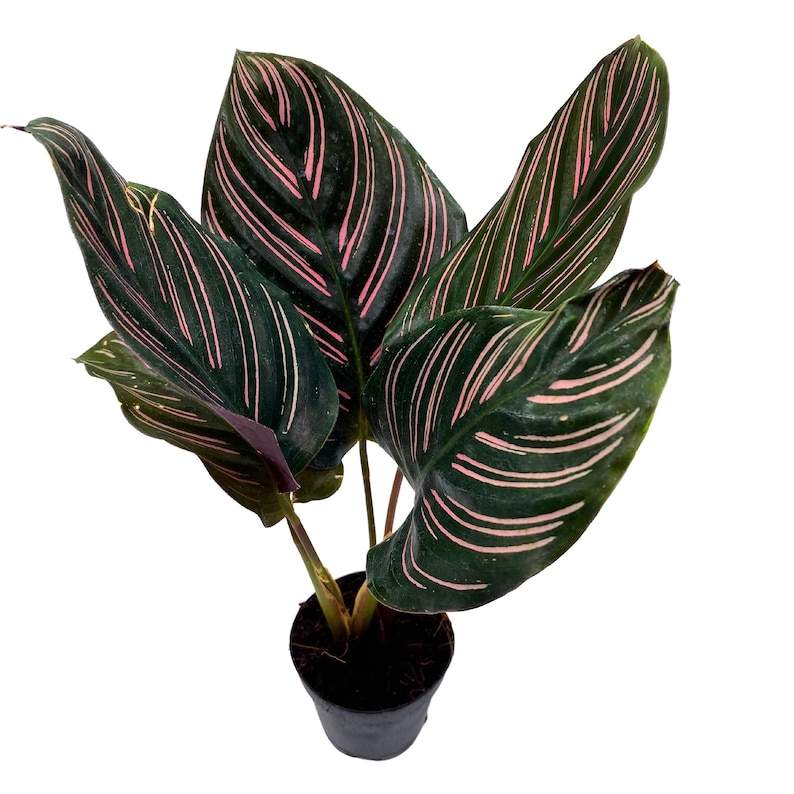BubbleBlooms Calathea Ornata Prayer Plant