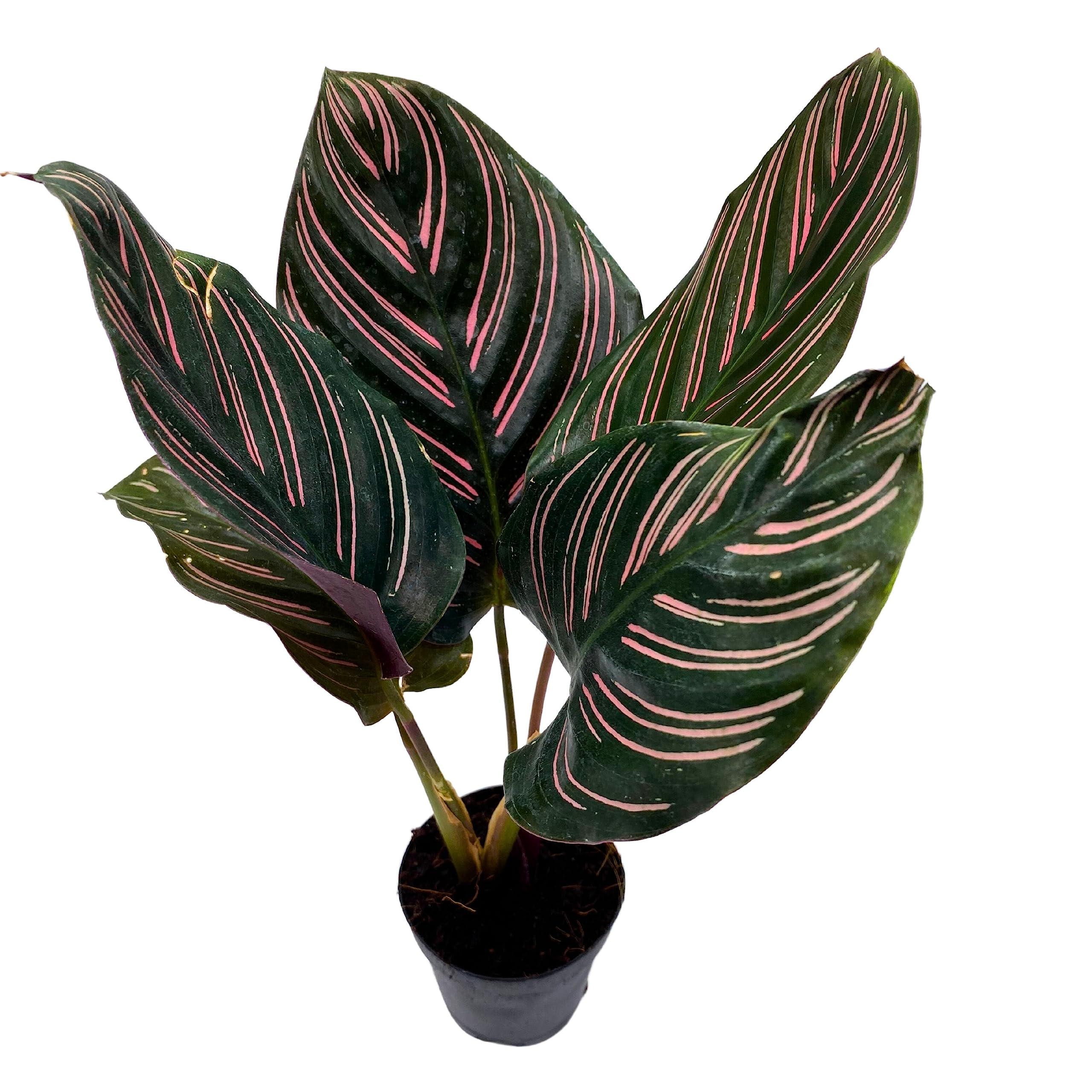Calathea Ornata, Pinstripe Plant, Zebra Plant, Cathedral Plant, Peacock  Plant in 2 Inch Pot - Etsy