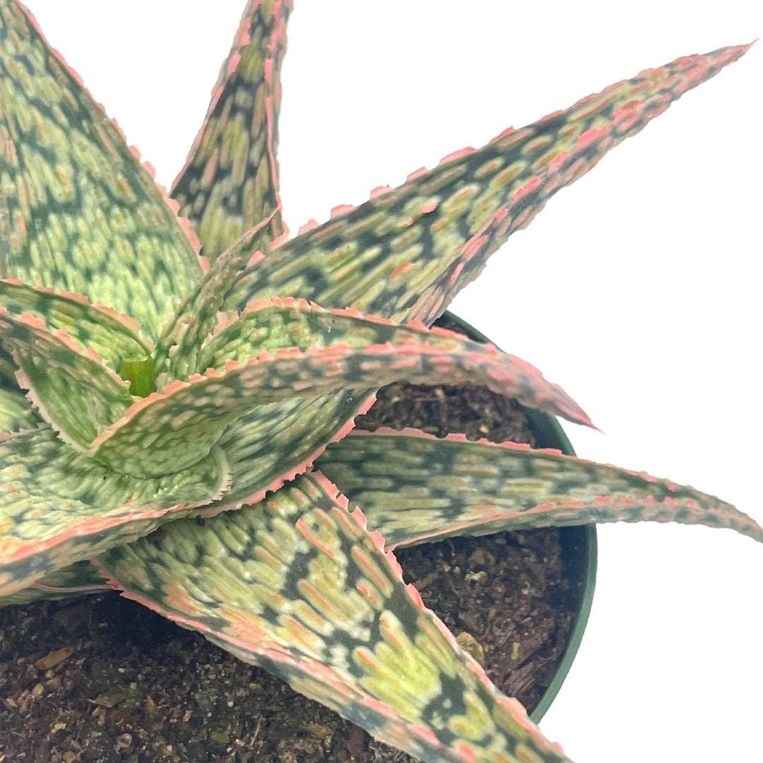 Aloe rauhii \'Super Snow Whight\' スーパースノーホワイト ビッグサイズ サボテン サンスベリア アロエ Aloe Aloe rauhii \'Super Snow Whight\' スーパースノーホワイト ビッグサイズ サボテン サンスベリア アロエ Aloe