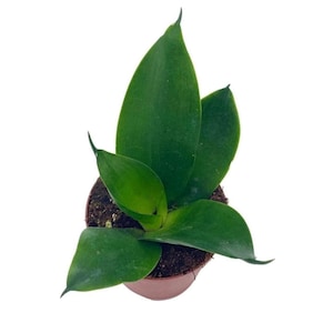 May include: A small potted plant with long, dark green leaves. The plant is in a brown plastic pot.