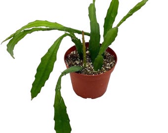 Milk‐tree♡ Green Milk Tree 6 Inch Euphorbia Trigona African Milktree