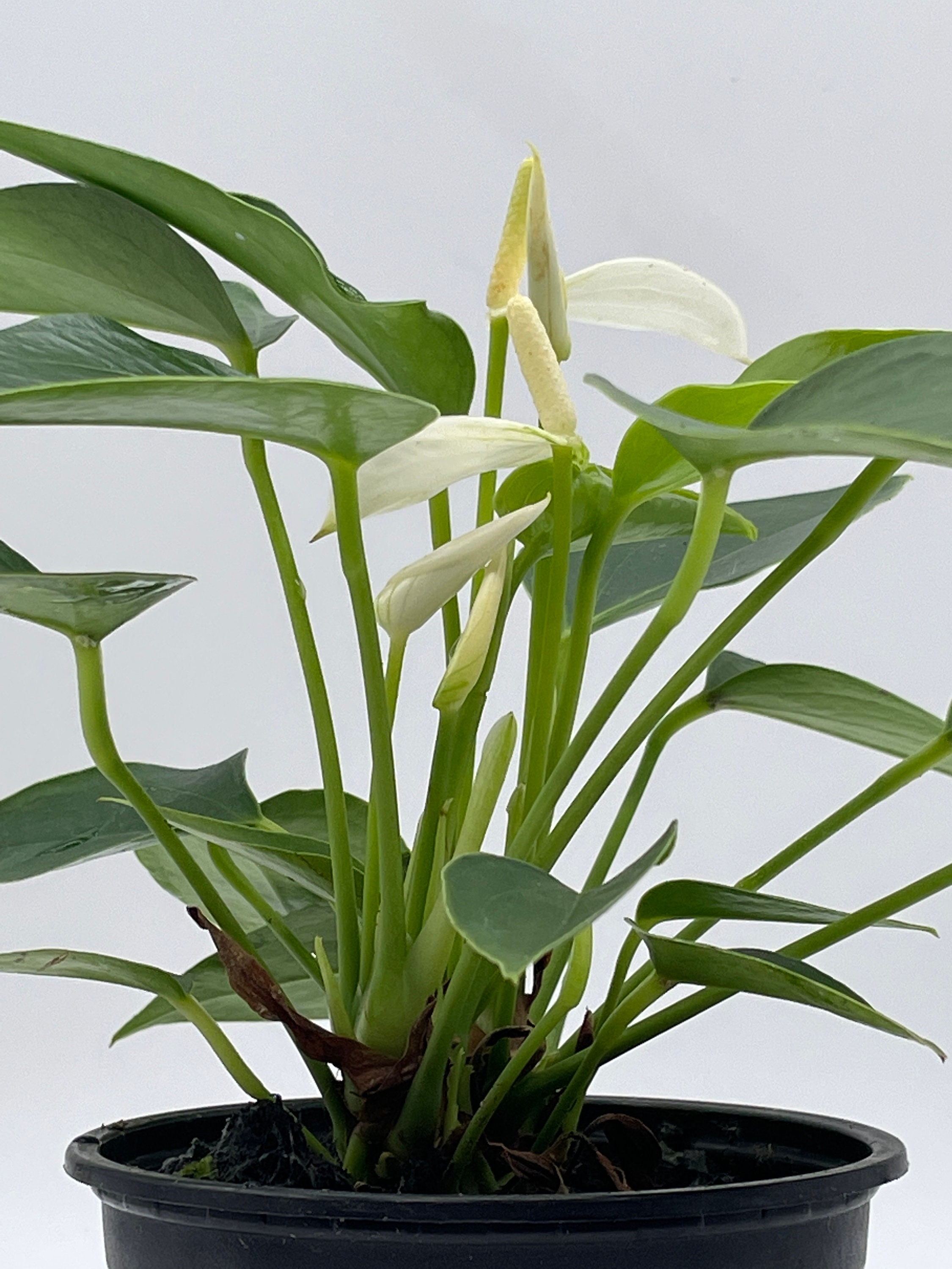 Anthurium White, Very Rare Limited Live Plant With Flower, in a 4