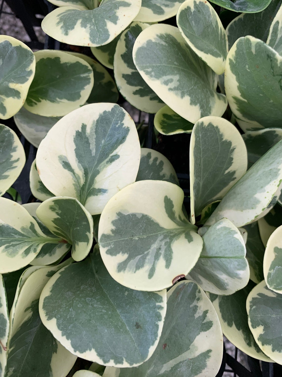 Variegated Spoonleaf Peperomia / Peperomia magnoliifolia Etsy