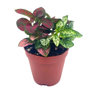 May include: A small potted plant with green and pink leaves. The plant is in a brown plastic pot.