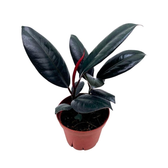 Ficus Elastica, Rubberplant, India Rubber Plant, India Rubber Tree, India  Rubber Fig,in a 4 Inch Pot, Healthy - Etsy