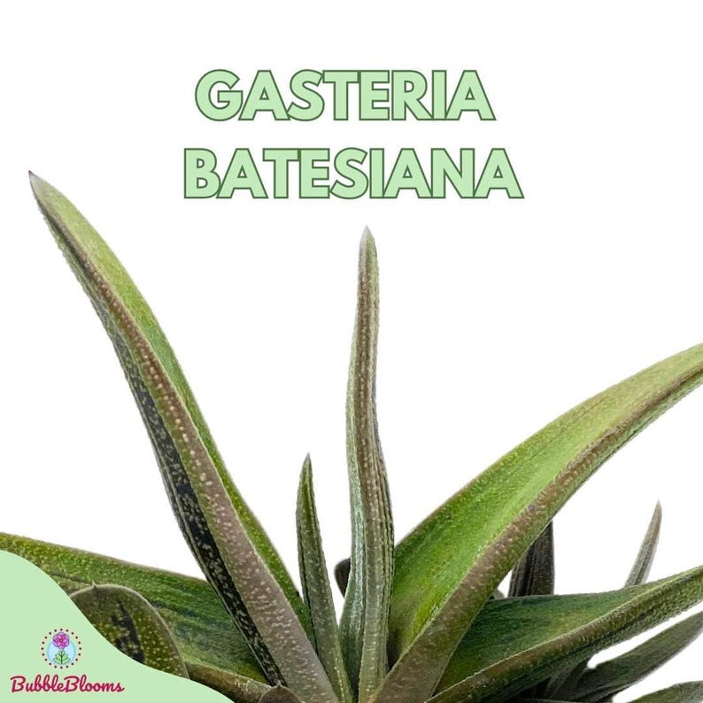 Gasteria batesiana - Thumbnail 2