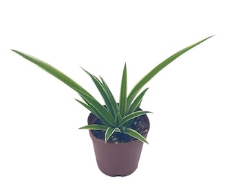 Spider Plant, Chlorophytum comosum, Limited, in a 2 inch Pot Tiny Mini Pixie Plant