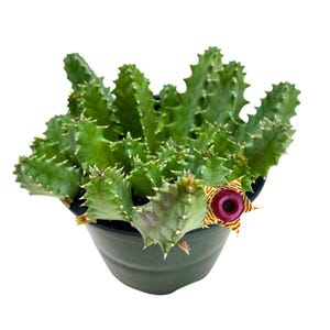 Huernia confusa Phillips, Zebrina, Huernia starfish plant, starfish cactus, Lifesaver Flower, Beautiful Well Rooted Starter 4 inch pot