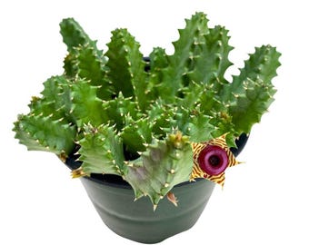 Milk‐tree♡ Selling my African Milk Tree (cactus) $75 : r/DenverGardener