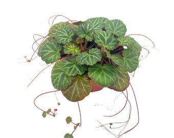 BubbleBlooms Harmony&#39;s Strawberry Begonia, 4 inch, Saxifraga stolonifera, Rare House Plant