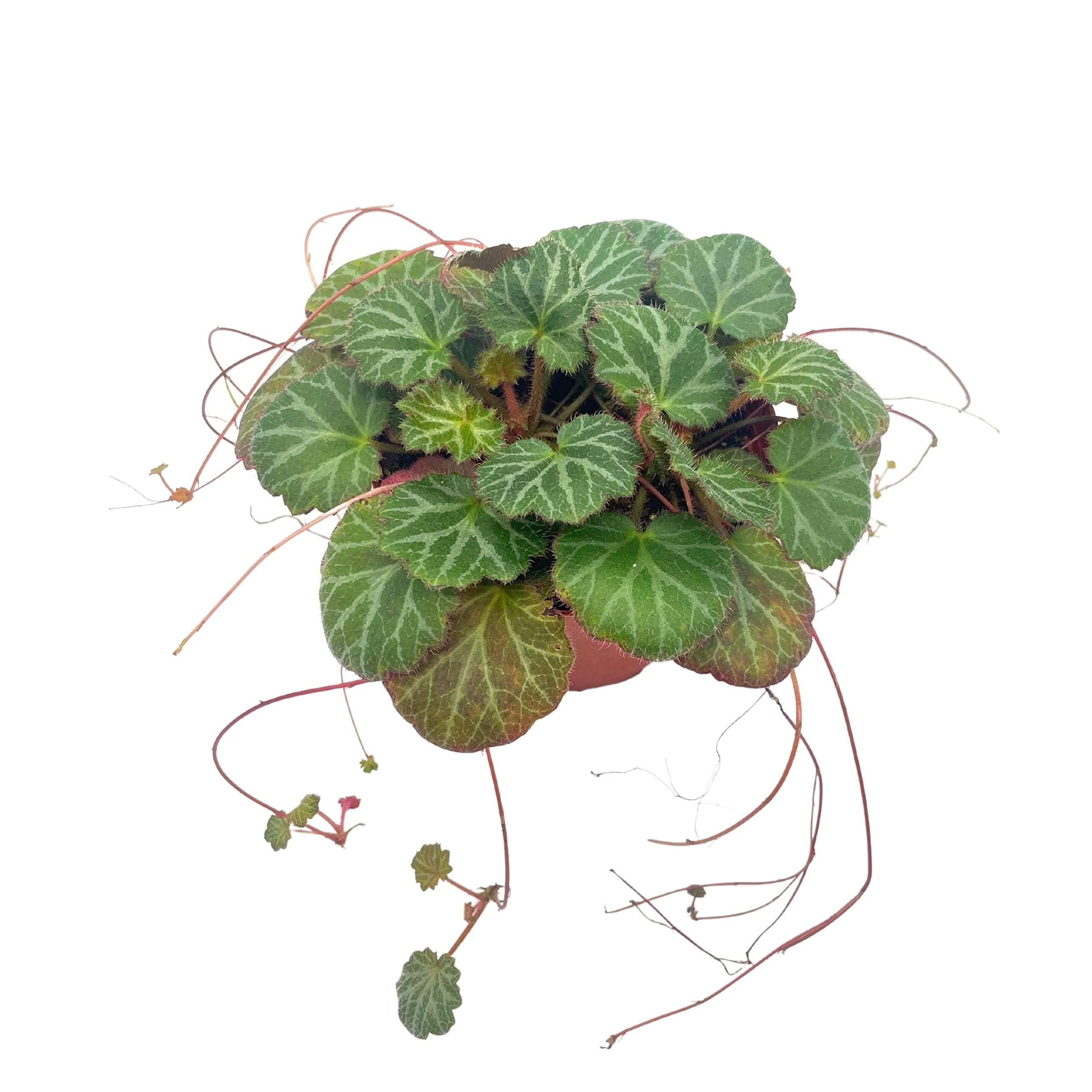 aquarium plants shop 10Pcs Artificial Seaweed Water Plants, 11.8