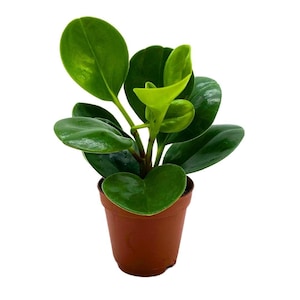 May include: A small potted plant with green leaves in a brown pot. The plant has a heart-shaped leaf in the center.