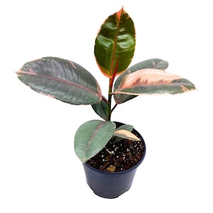 May include: A small potted rubber plant with variegated leaves in shades of green, pink, and red. The plant is in a black plastic pot with brown soil.