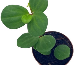 Peperomia Hope, 2 inch, Trailing Jade peperomia rotundifolia Tiny Mini Pixie Plant