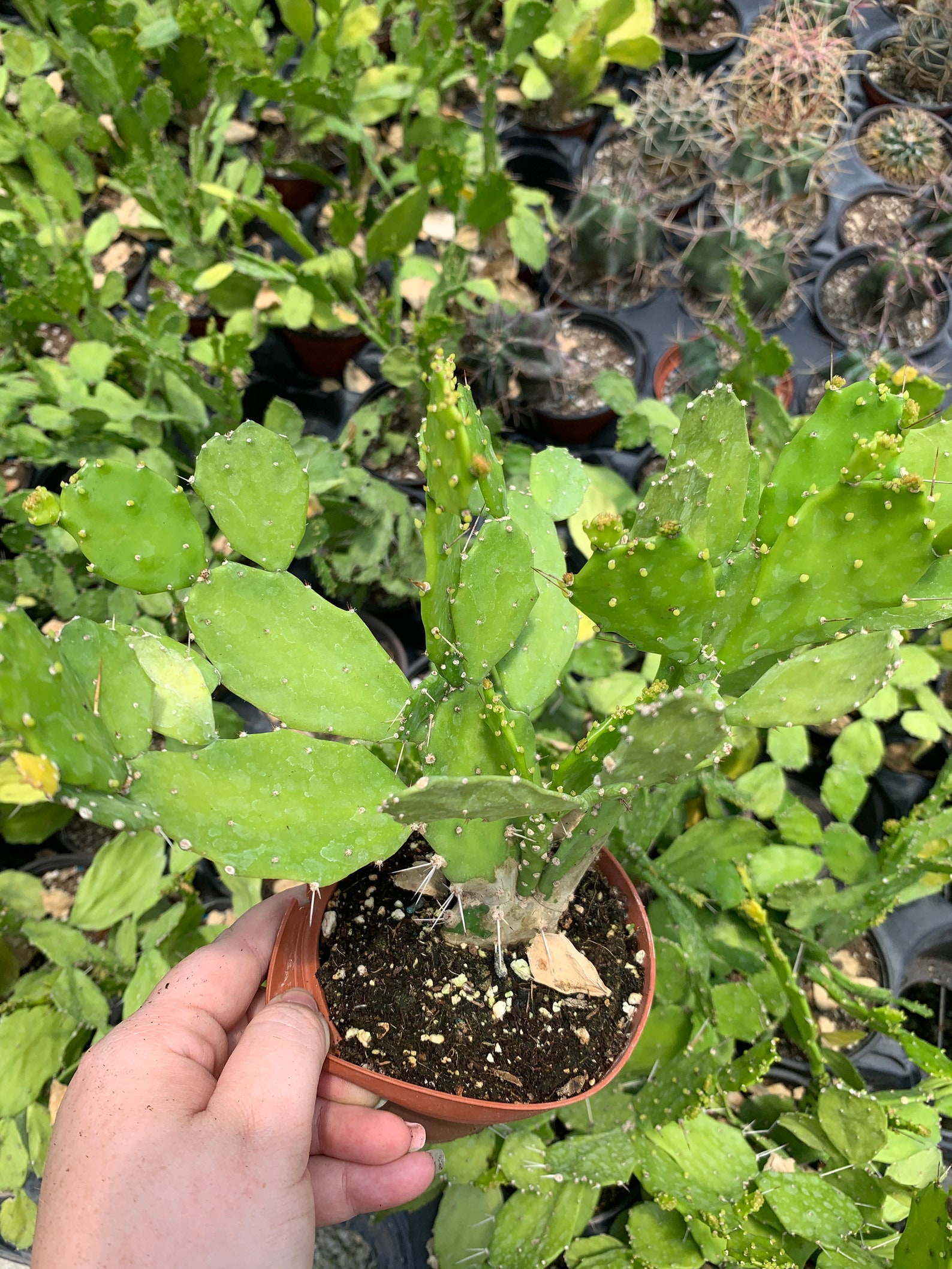 brazilian prickly pear