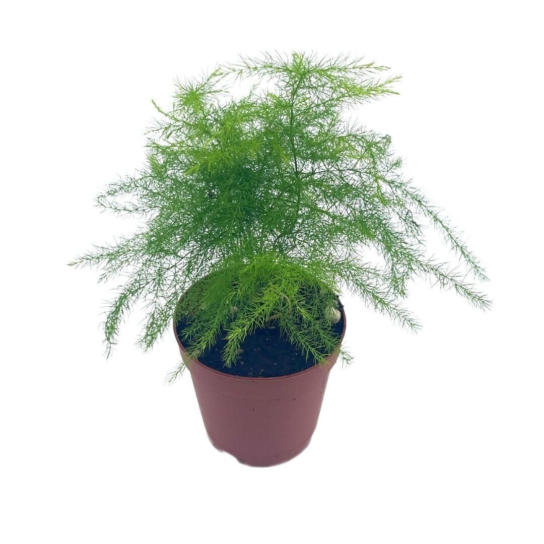 Asparagus Fern Asparagus Setaceus Limited in a 2 Inch Pot Etsy