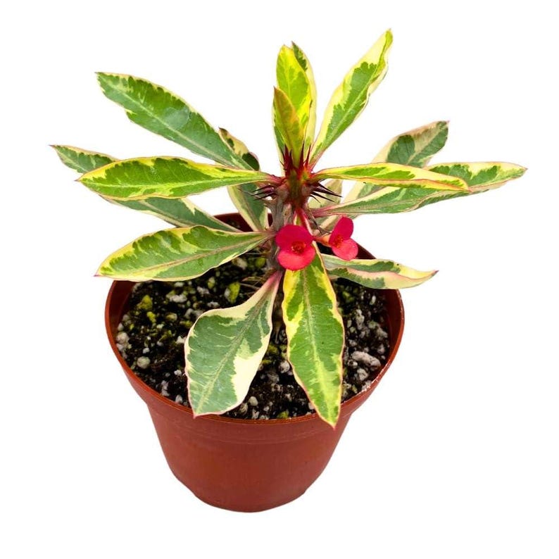 BubbleBlooms Crown of Thorns - Thumbnail 4