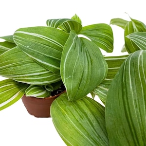 May include: A potted plant with long, green leaves with white stripes. The leaves are arranged in a fan shape, with the tips of the leaves pointing upwards.