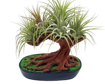 Resin Bonsai Air Plant Tree, Glued with Live Air Plants, Home and Office Gift by BubbleBlooms