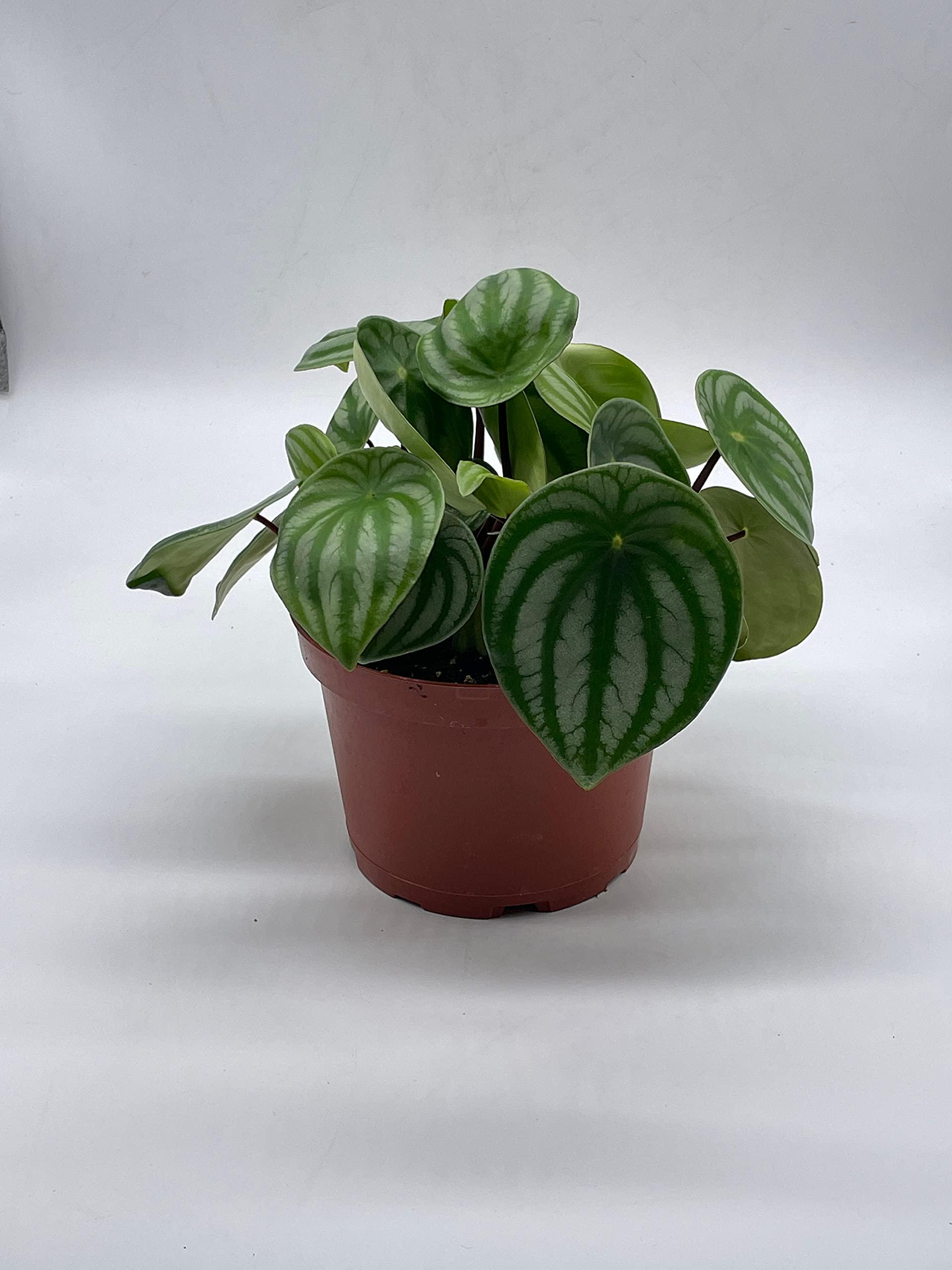Watermelon Peperomia, 6 Inch, Peperomia Argyreia (sandersii Watermelon Peperomia, 6 Inch, Peperomia Argyreia (sandersii