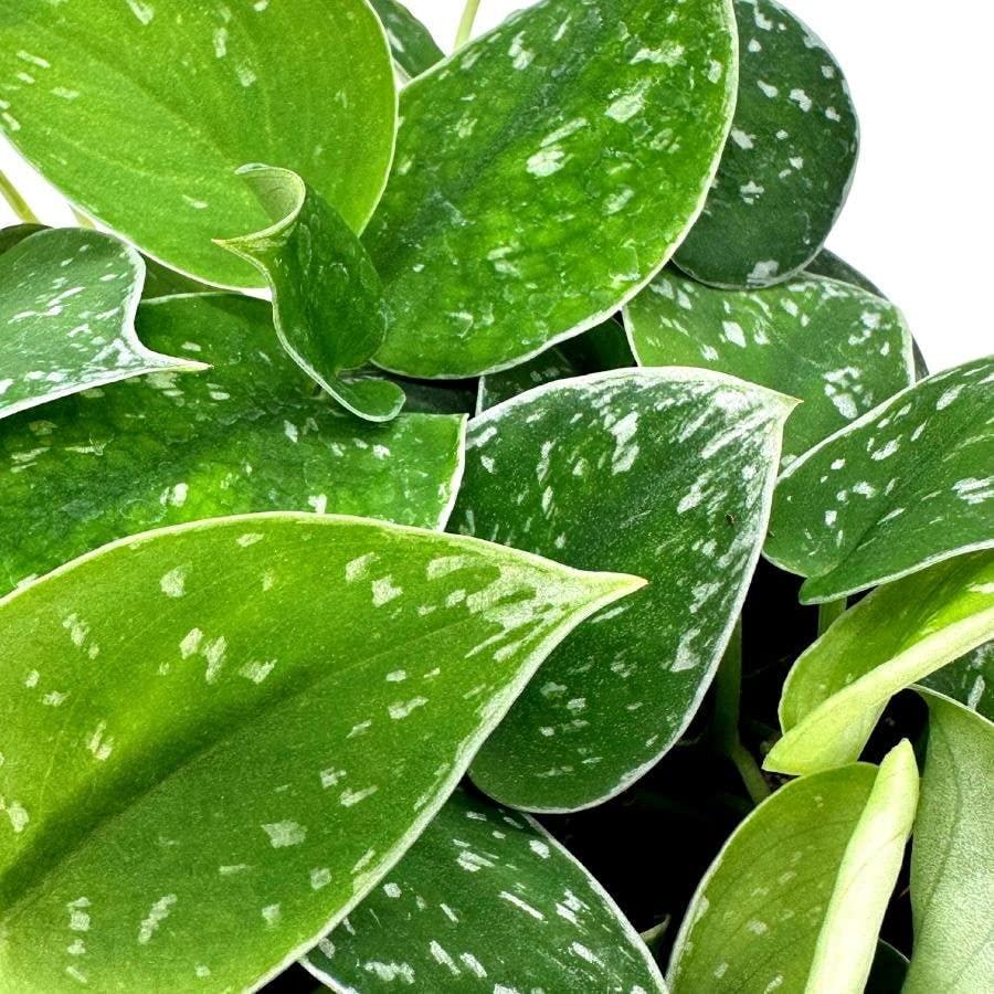 philodendron brasil kaufen Philodendron ‘Brasil’ 8