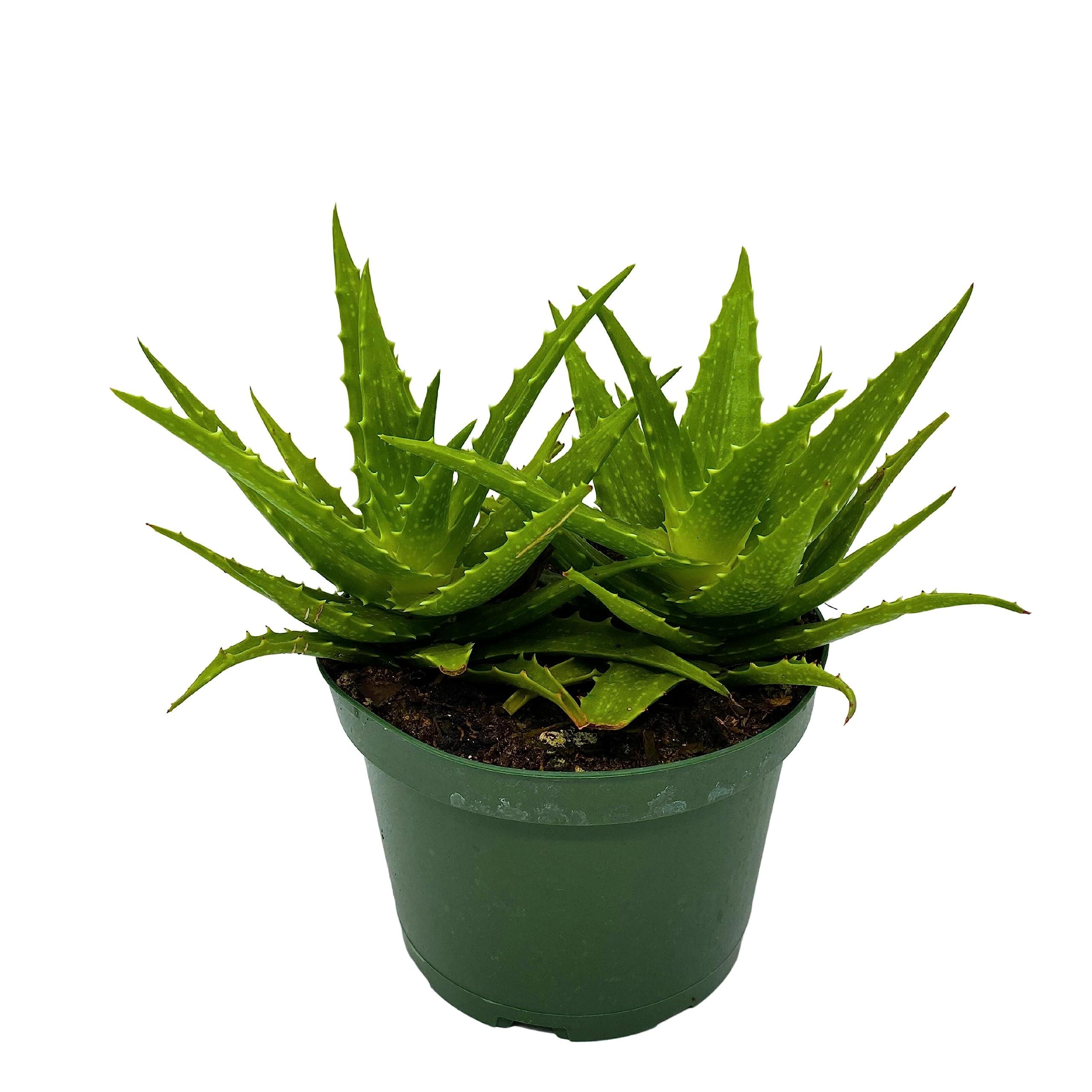 Tiger Tooth Aloe, Aloe Juvenna in 6 Inch Pot - Etsy