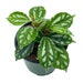 see more listings in the House Plants & Foliage section