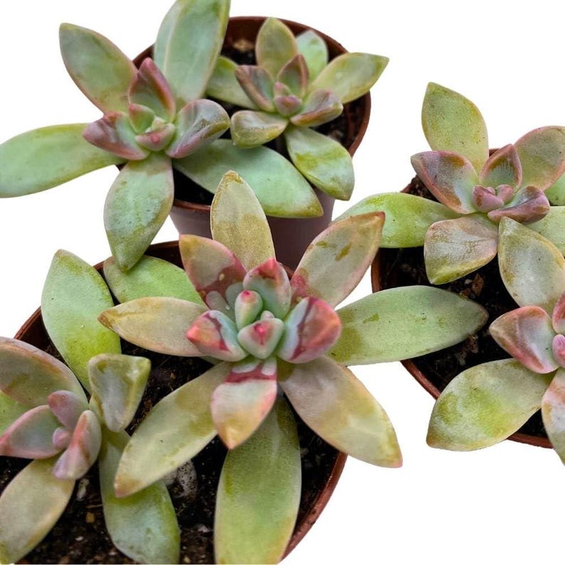 BubbleBlooms Graptoveria - Thumbnail 4