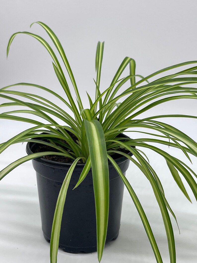 Spider Plant, Chlorophytum comosum, Ribbon Plant, in a 4 inch Pot,