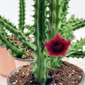 Huernia Stapelia Combo Bundle Variety Pack, Starfish Lifesaver Cactus, Red Dragon, & Black Bells Flower schneideriana, zebrina, leendertziae