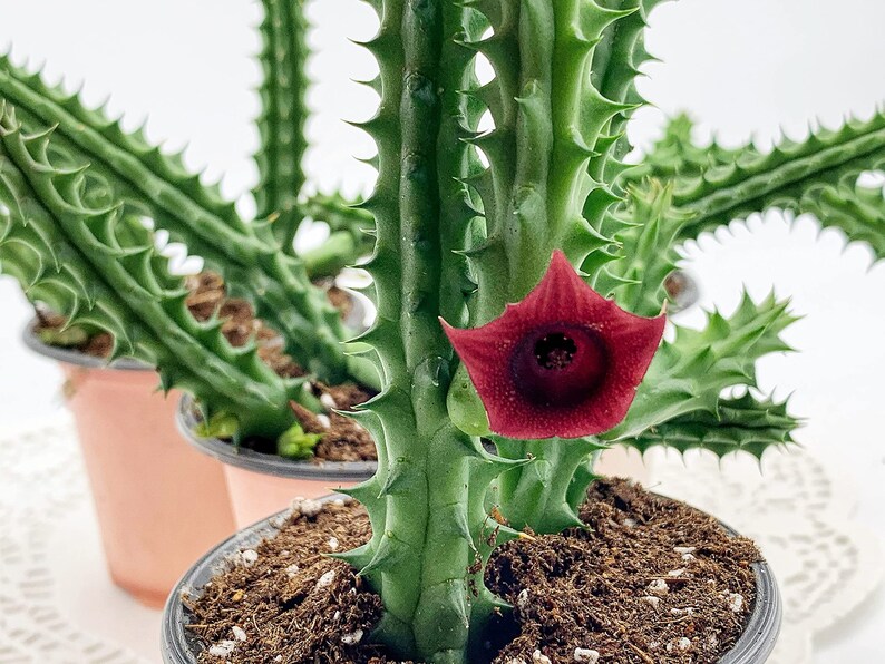 Huernia Stapelia Combo Bundle Variety Pack, Starfish Lifesaver Cactus, Red Dragon, & Black Bells Flower schneideriana, zebrina, leendertziae