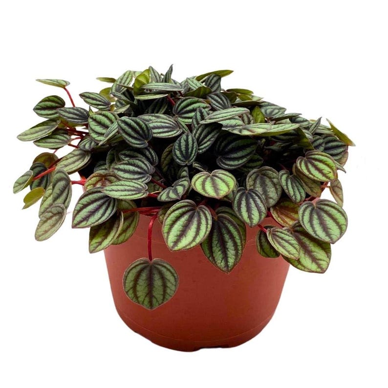 BubbleBlooms Peperomia Piccolo Banda