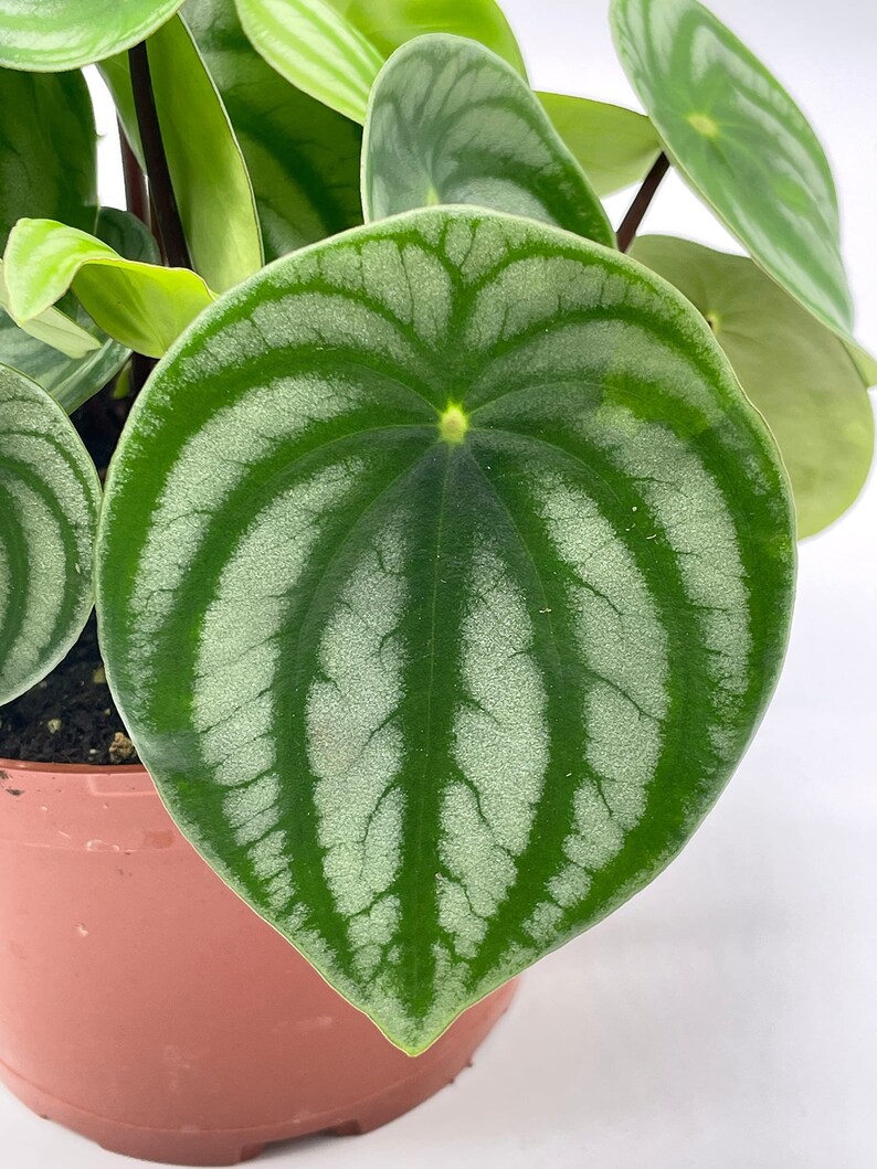 Watermelon Peperomia, 6 inch, Peperomia Argyreia (Sandersii) Water Melon Begonia