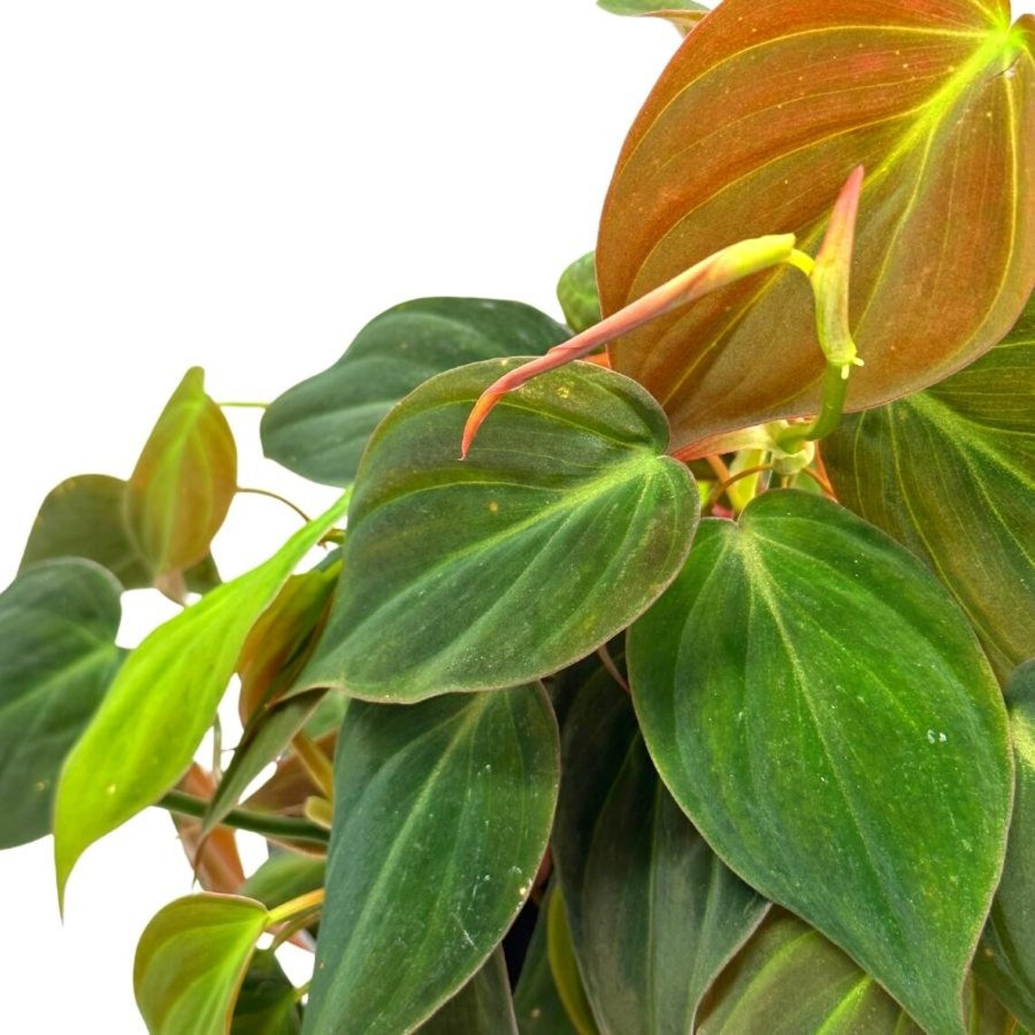 Philodendron Micans 6 Inch Velvet Leaf Philo Hederaceum - Etsy