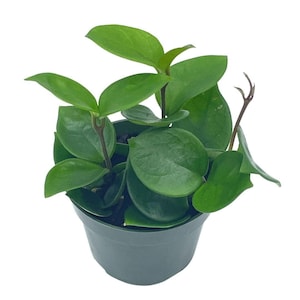 Hoya Chelsea Carnosa, Very Full 4&quot; Potted Starter, Honeyplant Waxplant Porcelain Flower