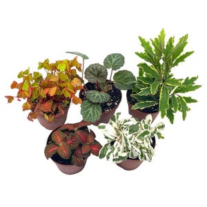 May include: Five small potted plants with different foliage colors and textures. The plants are in brown pots and are arranged in a circle. The plants include a red and green plant, a white and green plant, a green plant with yellow edges, a green plant with red edges, and a green plant with white edges.