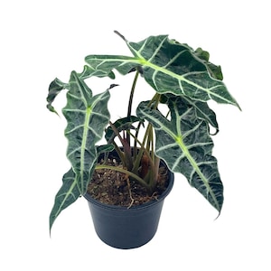 May include: A potted green plant with large, dark green leaves with white veins. The plant is in a black plastic pot.