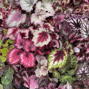 Harmony Foliage Begonia Rhizomatous Hybrids in 4 inch pots 15-Pack Bulk Wholesale Hybridized Unique Rhizo Plants
