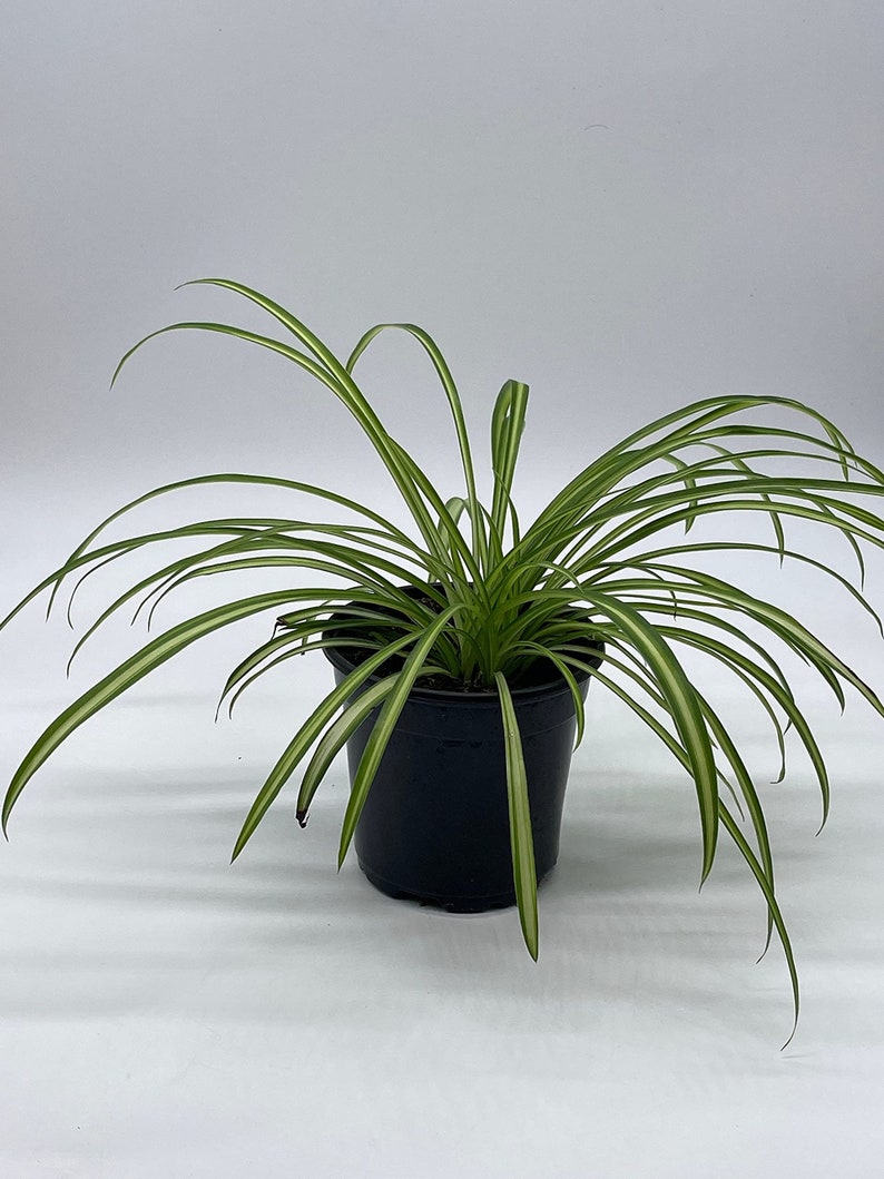 Spider Plant, Chlorophytum comosum, Ribbon Plant, in a 4 inch Pot,