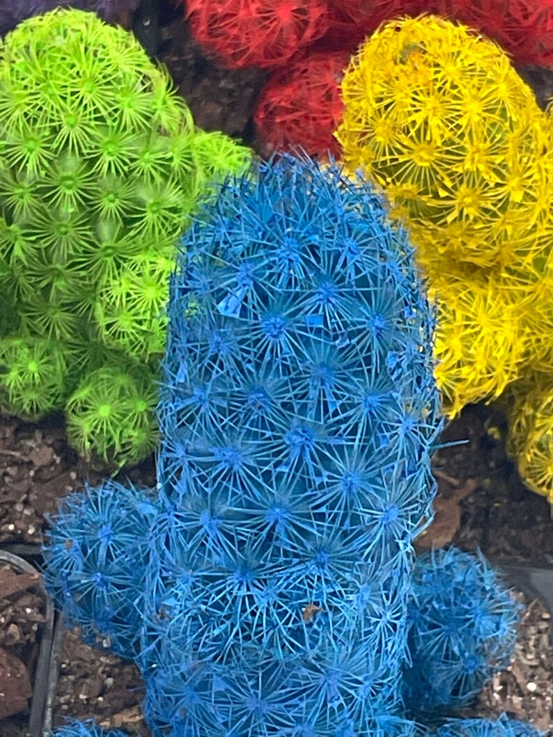 Colored Cactus / Desert Gem / Painted Dyed Blue / Red / Purple Etsy