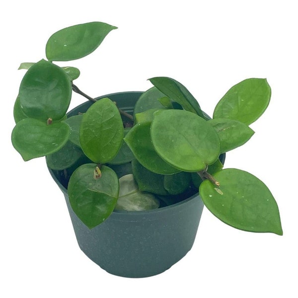 Hoya Chelsea Carnosa, 6 inch Pot,